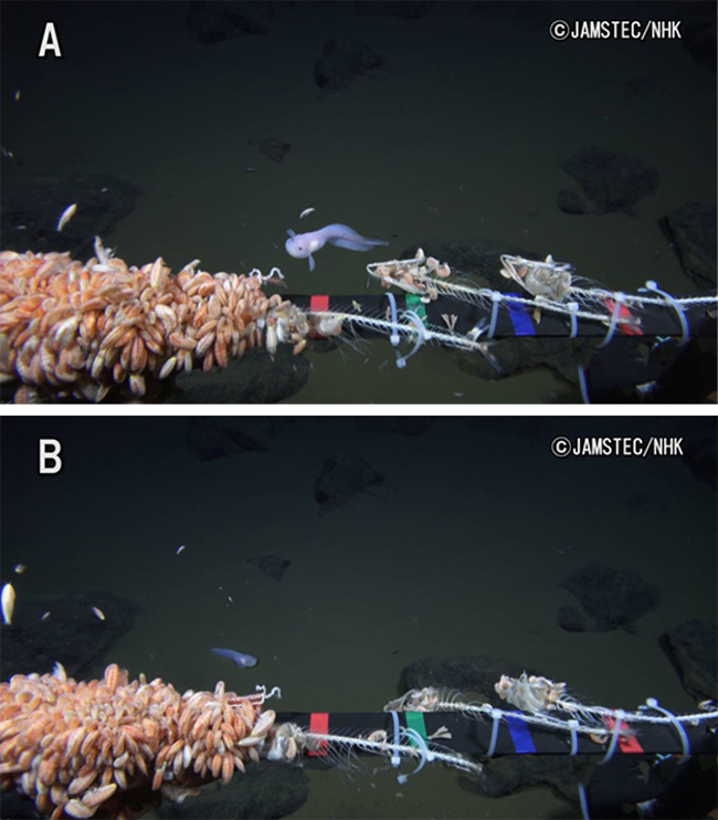 やじうまPC Watch】NHK、世界記録となる水深8,178mの海底で魚類の4K