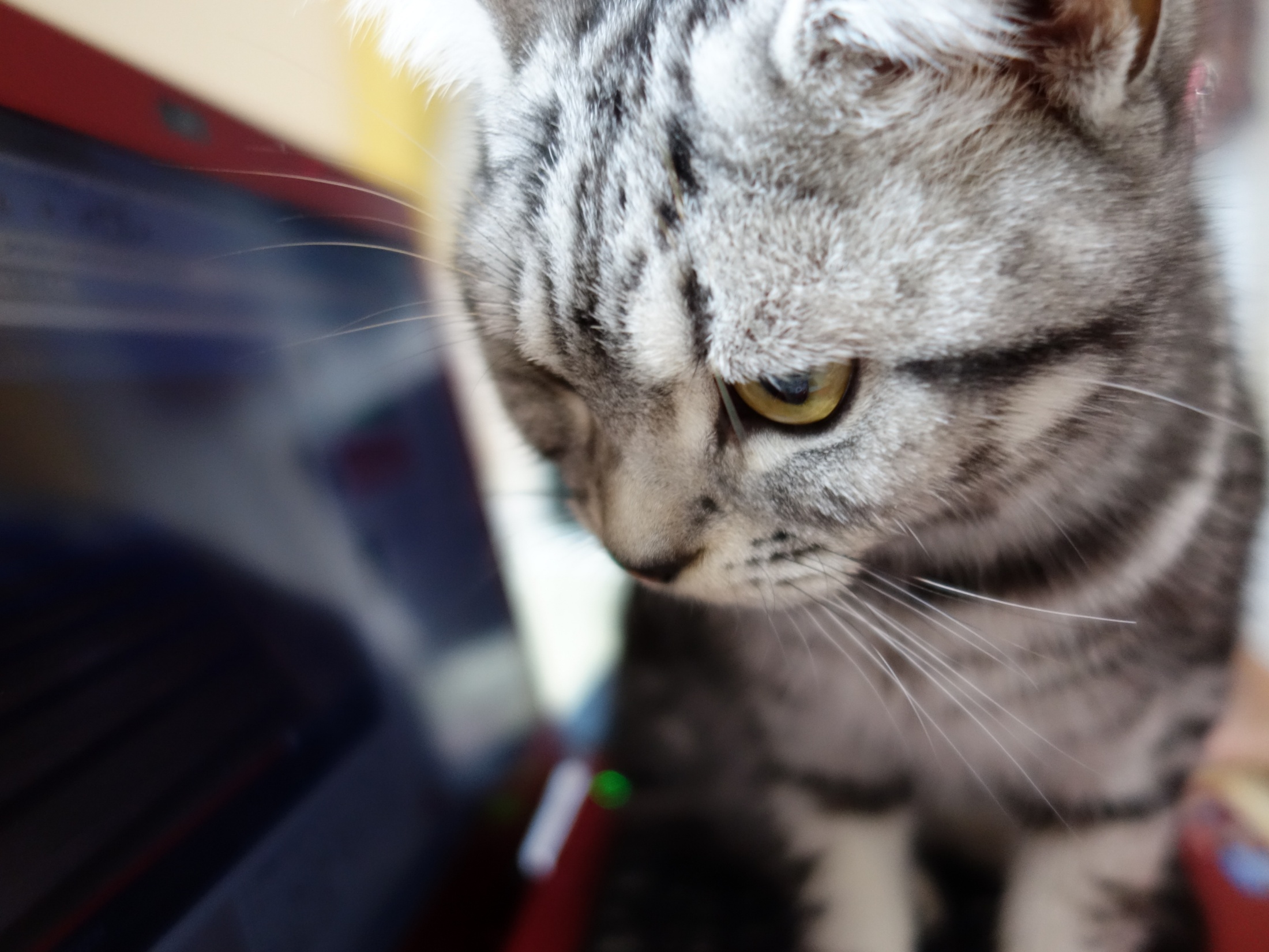 お宅のオタクネコ拝見】PC画面をガン見中 - PC Watch