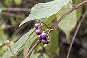 植物2