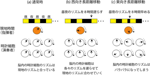 やじうまpc Watch 京都大学 時差ボケ の原因を数学的に解明 渡航前日に早起きすると時差ボケが軽減 Pc Watch