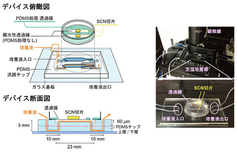 理研 生物組織を簡単に長期培養できるマイクロ流体デバイス Pc Watch