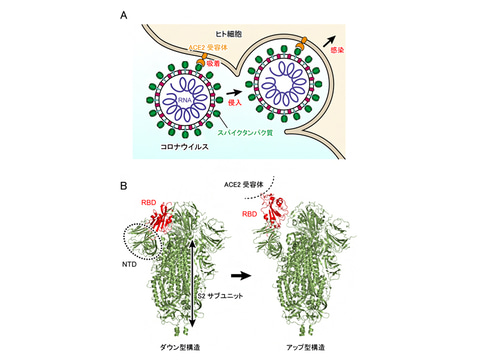 理研 スパコン富岳で新型コロナ表面の構造変化を解明 治療薬などの設計貢献に期待 Pc Watch