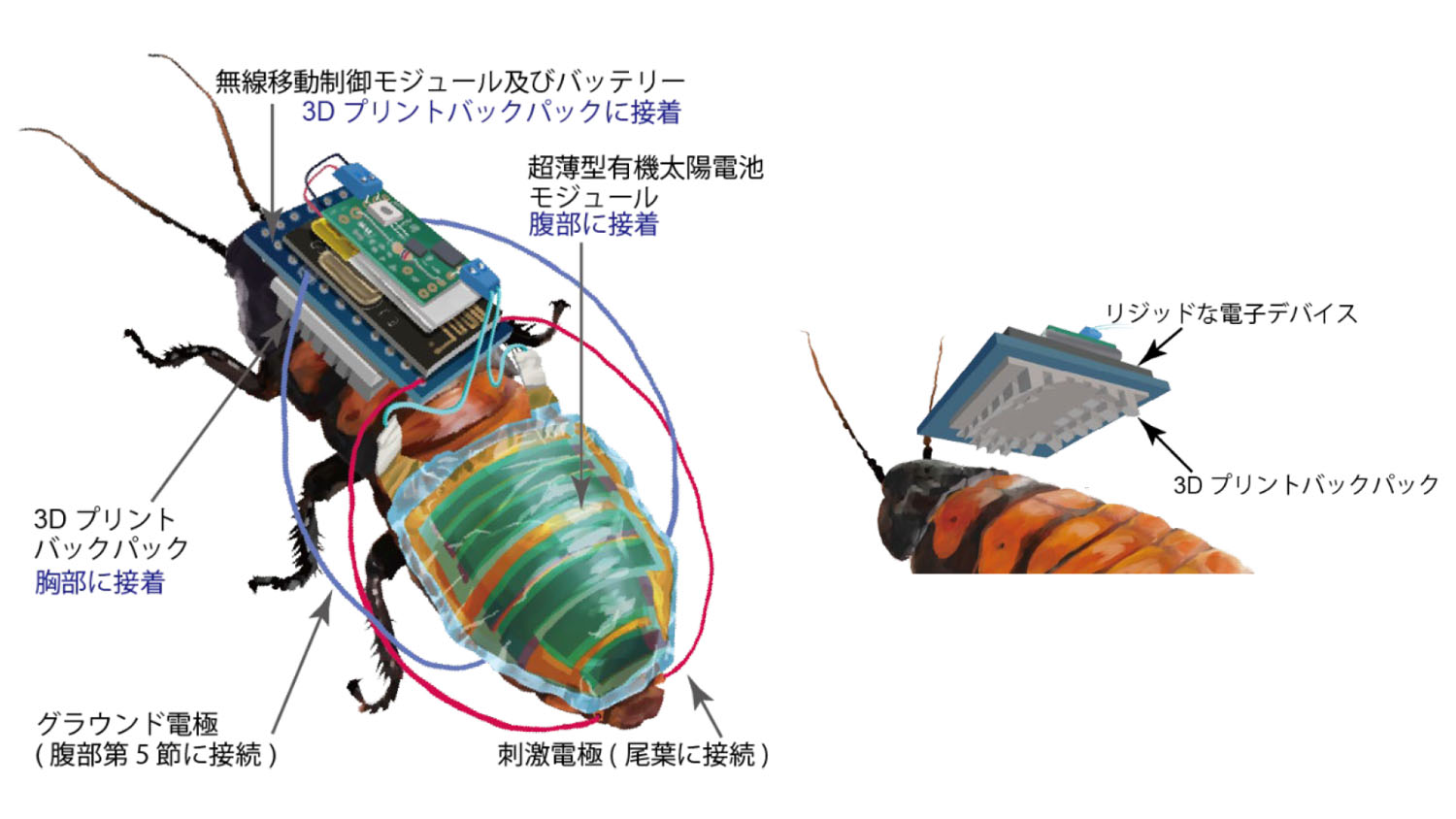 サイボーグ昆虫の稼働時間と移動距離がより長く Pc Watch