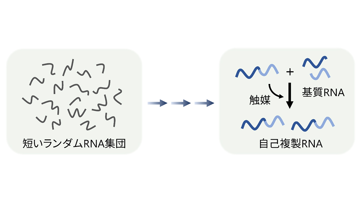 やじうまPC Watch】生命起源の鍵？自己複製できる最小のRNAを早稲田大